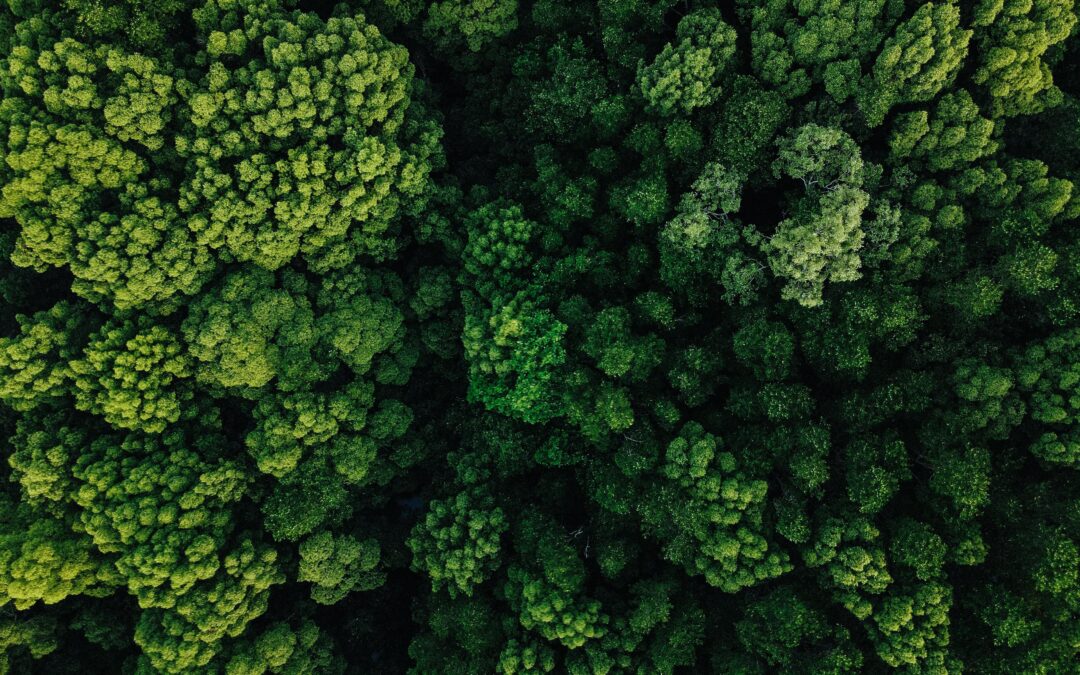 Beyond Net-Zero: How Companies Can Turn Climate Adaptation into Competitive Advantage